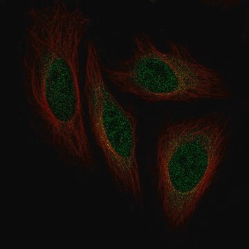 Monoklonalny anty-ISL1 Prestige Antibodies&#174; Powered by Atlas Antibodies, clone CL11651, purified immunoglobulin, buffered aqueous glycerol solution