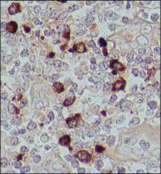 Anti-Human-IgA&#8722;Peroxidase (&#945;-kettenspezifisch) in Ziege hergestellte Antikörper affinity isolated antibody