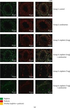 Anti-Podocin in Kaninchen hergestellte Antikörper affinity isolated antibody, buffered aqueous solution