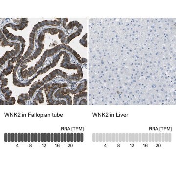 Anti-WNK2 antibody produced in rabbit Prestige Antibodies&#174; Powered by Atlas Antibodies, affinity isolated antibody, buffered aqueous glycerol solution