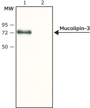 Anti-Mucolipin-3 (N-terminal) ~1.5&#160;mg/mL, affinity isolated antibody, buffered aqueous solution