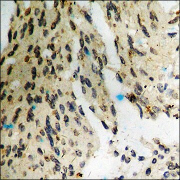 Anti-phospho-Dab1 (pTyr232) antibody produced in rabbit affinity isolated antibody