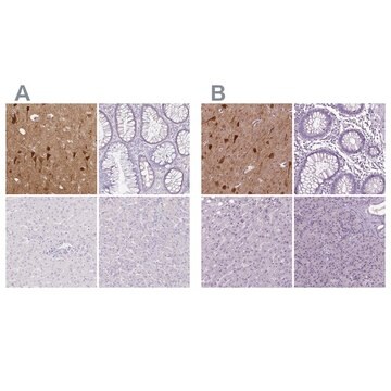 Anti-NECAB1 antibody produced in rabbit Prestige Antibodies&#174; Powered by Atlas Antibodies, affinity isolated antibody, buffered aqueous glycerol solution