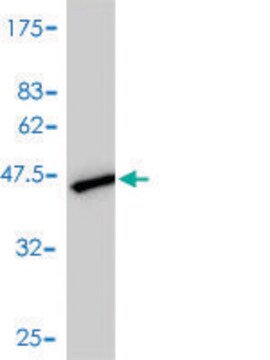 Monoclonal Anti-UBE2N antibody produced in mouse clone 4C11-G11, purified immunoglobulin, buffered aqueous solution