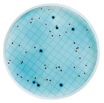 Bouillon m-ColiBlue24 ready-to-use, suitable for microbiology, for Escherichia spp., for coliforms