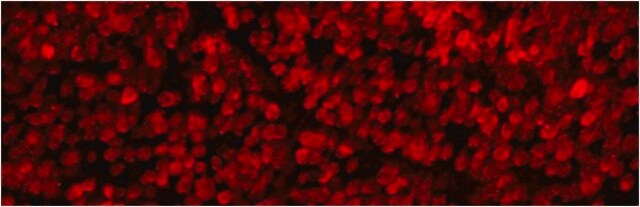 抗RBPMS抗体 from rabbit, purified by affinity chromatography