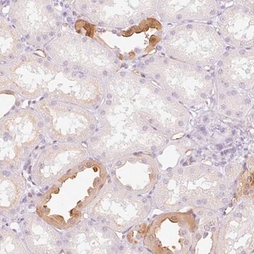 Anti-TAF1L antibody produced in rabbit Prestige Antibodies&#174; Powered by Atlas Antibodies, affinity isolated antibody, buffered aqueous glycerol solution