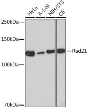 Anti-Rad21 Antibody, clone 9H0H6, Rabbit Monoclonal