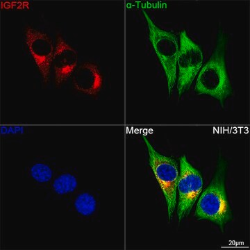 Anti-Cation-independent M6PR (IGF2R) Antibody, clone 4J4A3, Rabbit Monoclonal