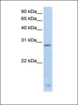 Anti-RGS18 antibody produced in rabbit IgG fraction of antiserum