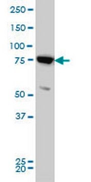 Anti-MFN2 Mouse mAb (4H8) liquid, clone 4H8, Calbiochem&#174;