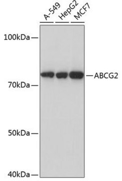 Anti-ABCG2