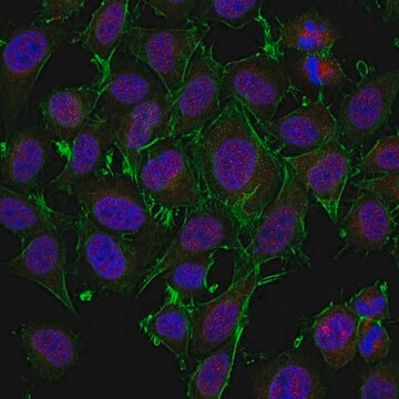 Anti-AXL (UFO) Antibody from rabbit, purified by affinity chromatography