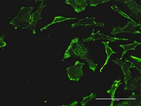 Monoclonal Anti-REN, (C-terminal) antibody produced in mouse clone 3B5, purified immunoglobulin, buffered aqueous solution