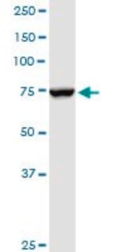 Anti-NDUFS1 antibody produced in rabbit purified immunoglobulin, buffered aqueous solution