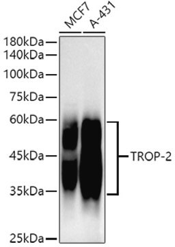 Przeciwciało anty-TROP-2, klon 7X3Q2, królicze monoklonalne