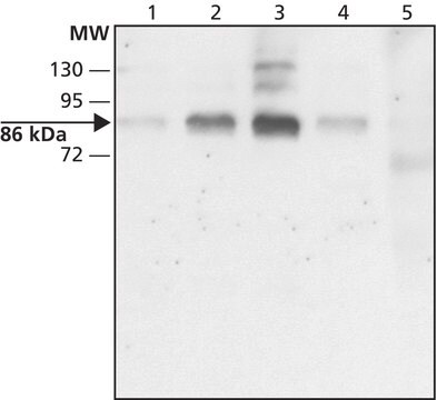 Anti-DYRK1A (C-terminal) antibody produced in rabbit ~1&#160;mg/mL, affinity isolated antibody, buffered aqueous solution