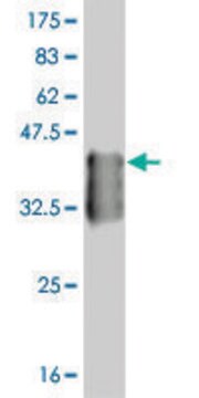 ANTI-T antibody produced in mouse clone 5E11, purified immunoglobulin, buffered aqueous solution