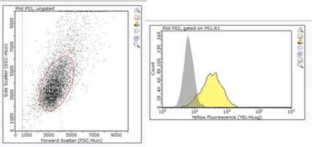 Anti-LOX-1 Antibody, clone 15C4 clone 15C4, from mouse