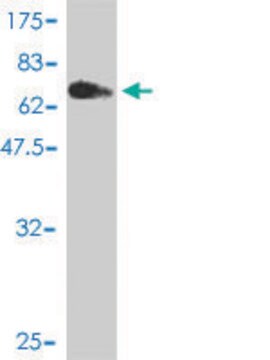 Monoclonal Anti-MGC50811 antibody produced in mouse clone 2C3, purified immunoglobulin, buffered aqueous solution