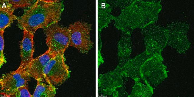 Anti-TfR1 (CD71) Antibody purified antibody, clone 3F3-FMA, from mouse