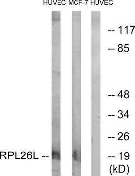 Anti-RPL26L antibody produced in rabbit affinity isolated antibody