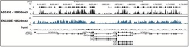 Anti-trimethyl-Histone H3 (Lys36) Antibody from rabbit, purified by affinity chromatography