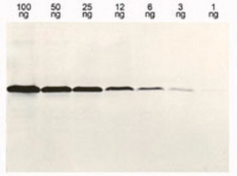 Anty-histydynowe znakowane białko mysie mAb (13/45/31/2) liquid, clone 13/45/31/2, Calbiochem&#174;