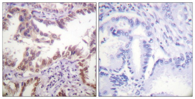 Anti-Histone H3 antibody produced in rabbit affinity isolated antibody