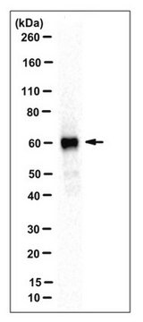 Anticorpo anti-ATE1, clone 6F11 clone 6F11, from rat