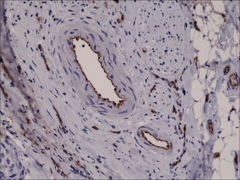 Anti-CD31 (PECAM-1) antibody, Rabbit monoclonal recombinant, expressed in HEK 293 cells, clone RM247, purified immunoglobulin