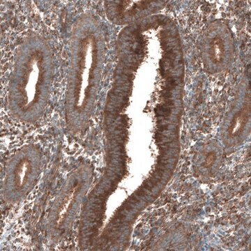 抗SEC31A ウサギ宿主抗体 Prestige Antibodies&#174; Powered by Atlas Antibodies, affinity isolated antibody, buffered aqueous glycerol solution