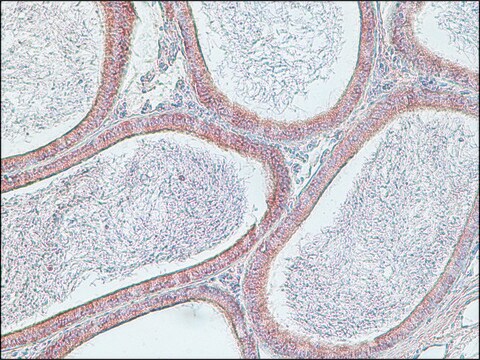 Monoclonal Anti-SPAG11 antibody produced in mouse clone 10B4, purified from hybridoma cell culture