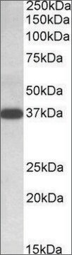 Anti-IDH3A (C-terminal) antibody produced in goat affinity isolated antibody, buffered aqueous solution