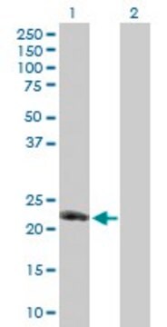 Anti-TNFSF8 antibody produced in mouse purified immunoglobulin, buffered aqueous solution