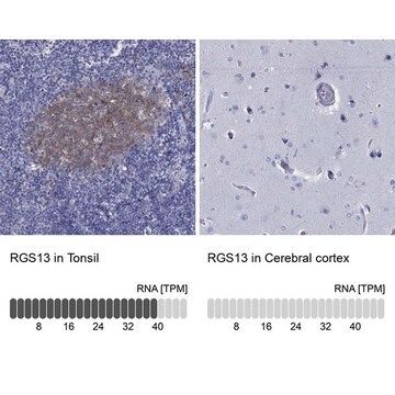 Anti-RGS13 antibody produced in rabbit Prestige Antibodies&#174; Powered by Atlas Antibodies, affinity isolated antibody, buffered aqueous glycerol solution