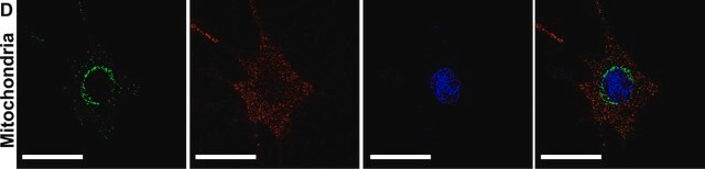 抗 线粒体融合素-2（N-末端） 兔抗 affinity isolated antibody, buffered aqueous solution