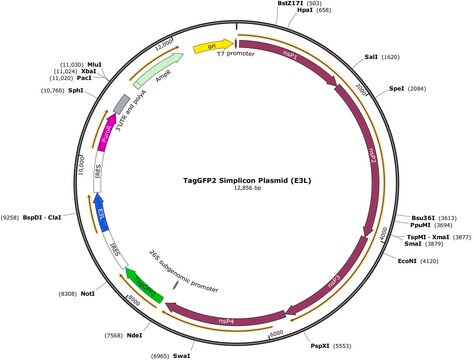 Plasmide TagGFP2 Simplicon&#174; (E3L) To determine optimal transfection conditions to express the self-replicating RNA of your interest through using Simplicon Cloning Vector (E3L) (Part #:SCR724) in hard-to- transfect somatic or primary cells