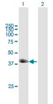 Anti-TRIM63 antibody produced in mouse purified immunoglobulin, buffered aqueous solution