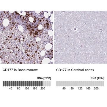 Anty-CD177 Prestige Antibodies&#174; Powered by Atlas Antibodies, affinity isolated antibody