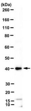 Anti-AIM2 Antibody, clone 3B10