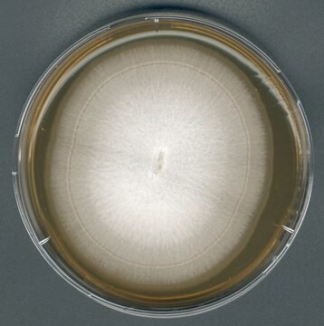 GranuCult&#174; Malzextrakt-Agar For the detection, isolation, and enumeration, for yeasts, for molds