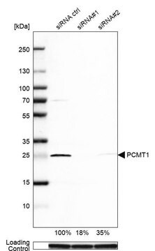 抗PCMT1抗体 ウサギ宿主抗体 Prestige Antibodies&#174; Powered by Atlas Antibodies, affinity isolated antibody, buffered aqueous glycerol solution