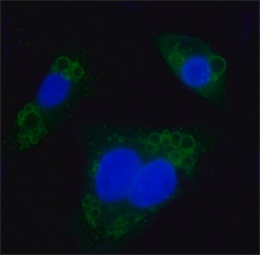 Anti-Perilipin A/B antibody produced in rabbit affinity isolated antibody, buffered aqueous solution