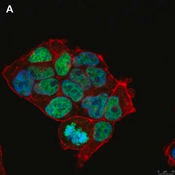 抗ヒストンH3.3 G34R抗体 クローン2L10 ZooMAb&#174;ウサギ・モノクローナル recombinant, expressed in HEK 293 cells