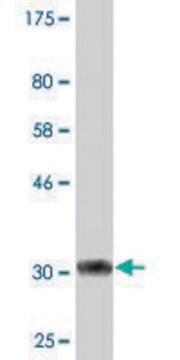 Monoclonal Anti-PSCA antibody produced in mouse clone 1E1, purified immunoglobulin, buffered aqueous solution