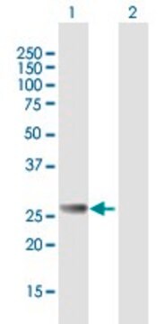 Anti-RAB27B antibody produced in mouse purified immunoglobulin, buffered aqueous solution