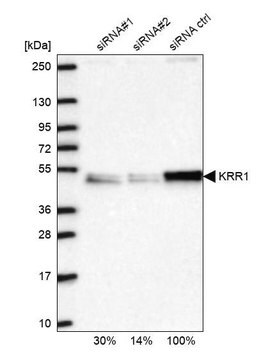 Anti-KRR1 antibody produced in rabbit Prestige Antibodies&#174; Powered by Atlas Antibodies, affinity isolated antibody, buffered aqueous glycerol solution