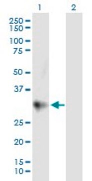 Anti-CTRC antibody produced in mouse purified immunoglobulin, buffered aqueous solution