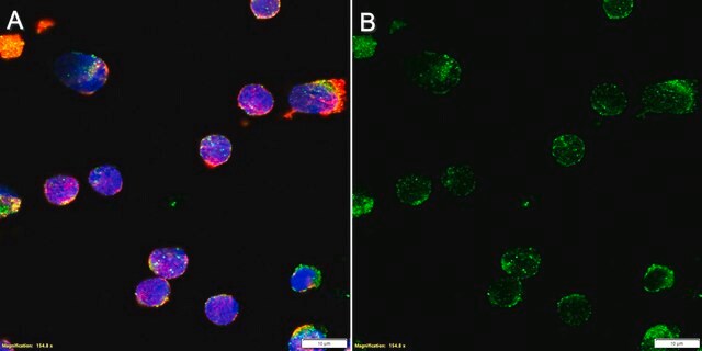 Anti-Properdin/CFP Antibody, clone 1K9 ZooMAb&#174; Rabbit Monoclonal recombinant, expressed in HEK 293 cells